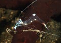 Transparent shrimp - Periclimenes magnificus