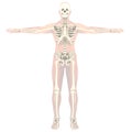 Transparent skeleton