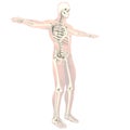 Transparent skeleton