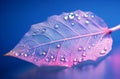 Transparent Skeleton Leaf on Vibrant Blue & Pink Background with Water Drops - Macro Shot, generative AI Royalty Free Stock Photo