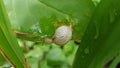Transparent snail on a green leafl Royalty Free Stock Photo