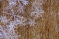 Transparent Snowflakes on wooden background