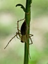 A transparent spider perched to a grass blade