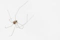 Transparent Spider Royalty Free Stock Photo