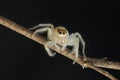 Transparent spider on twig Royalty Free Stock Photo