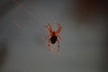 Orange Spider Royalty Free Stock Photo