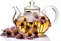 transparent teapot with echinacea tea on a white surface, with dried echinacea flowers