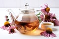 transparent teapot with echinacea tea on a white surface, with dried echinacea flowers