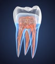 Transparent teeth with crown. 3d renderings of endodontics inner structure Royalty Free Stock Photo