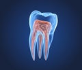 Transparent teeth. 3d renderings of endodontics inner structure Royalty Free Stock Photo