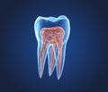 Transparent teeth. 3d renderings of endodontics inner structure Royalty Free Stock Photo