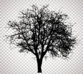 Transparent tree 3312 Royalty Free Stock Photo