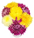 Transparent vase with chrysanthemum and dhalia purple and yellow flowers, isolated, white background Royalty Free Stock Photo