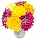 Transparent vase with chrysanthemum and dhalia purple and yellow flowers, isolated, white background Royalty Free Stock Photo