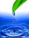 transparent water drop splash realistic green leaf and blue water colored on white Royalty Free Stock Photo