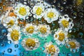 Transparent water droplets falling down against the turquoise-black background with yellow-white flowers. Royalty Free Stock Photo