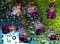 Transparent water droplets falling down against the turquoise-green background with yellow-purple flowers. Royalty Free Stock Photo