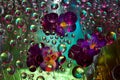 Transparent water droplets flow down on purple-yellow-blue flowers against the green background. Royalty Free Stock Photo