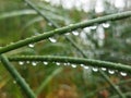 transparent water droplets glisten on green grass