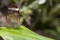 Transparent wing butterfly - Greta oto