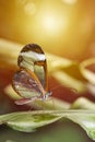 Transparent wing butterfly - Greta oto