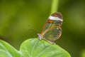 Transparent wing butterfly - Greta oto