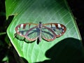 Transparent wing butterfly