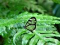 Transparent wing butterfly