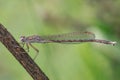 A dragonfly Coenagrionidae sits on a dry grass stalk. Royalty Free Stock Photo