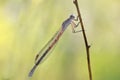 A dragonfly Coenagrionidae sits on a dry grass stalk. Royalty Free Stock Photo
