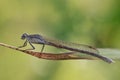 A dragonfly Coenagrionidae sits on a dry grass stalk. Royalty Free Stock Photo