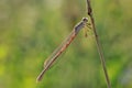 A dragonfly Coenagrionidae sits on a dry grass stalk Royalty Free Stock Photo