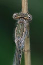 Dragonfly Coenagrionidae sits on a dry grass stalk. Royalty Free Stock Photo
