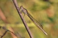 A dragonfly (Coenagrionidae) sits on a dry grass stalk. Royalty Free Stock Photo