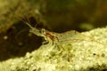 Transparent Yamato shrimp, Caridina multidentata on the freshwater pond Royalty Free Stock Photo