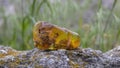 Transparent yellow Baltic amber stone with plant inclusions stands on a rock outdoor. Ancient energy mineral close up, crystal he