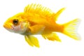 Transparent Yellow Fish - Aquatic Life, Nature Royalty Free Stock Photo