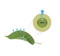 Transpiration of leaf stomata illustration