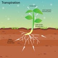 Transpiration of a plant