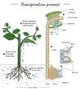 Transpiration process or plant cohesion with anatomy Royalty Free Stock Photo