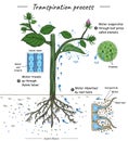 Transpiration process or plant cohesion Royalty Free Stock Photo