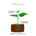 Transpiration is the process of water movement through a plan