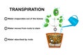 Transpiration stages in plants. Diagram showing transpiration in plant.