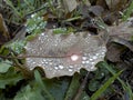 transpiration and water droplets on the leaves with the change of the hot-cold balance in the air