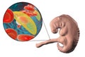 Transmission of Toxoplasma gondii parasites to fetus, medical concept