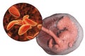 Transmission of Toxoplasma gondii parasites to fetus, medical concept