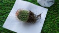 Transplant the cactus into a new flower pot. Flat lay of home gardening with bare root cactus in the ground and concrete pot on gr