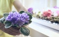 Florist hands transplant beautiful violets. Growing violet- how to grow violet. Transplant flowers in pots.