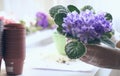 Florist transplant violets. Growing violets- how to grow violet. Transplant flowers in pots.