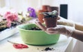 Transplant flowers in pots.Transplant flowers in pots. Woman`s hands holding a young flower which transplants in soil Royalty Free Stock Photo